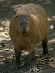 kapibara2.JPG