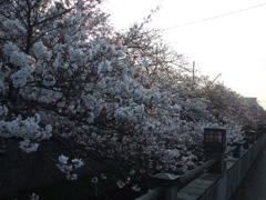 sakura02.JPG