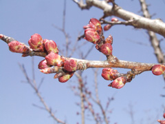 spring01.JPG